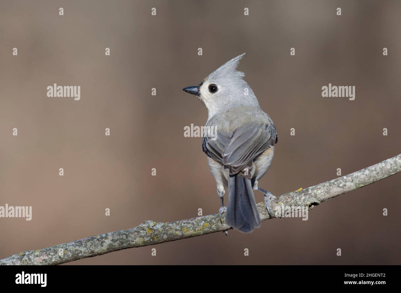 Tufted Titmouse, Baeolophus bicolor Stock Photo