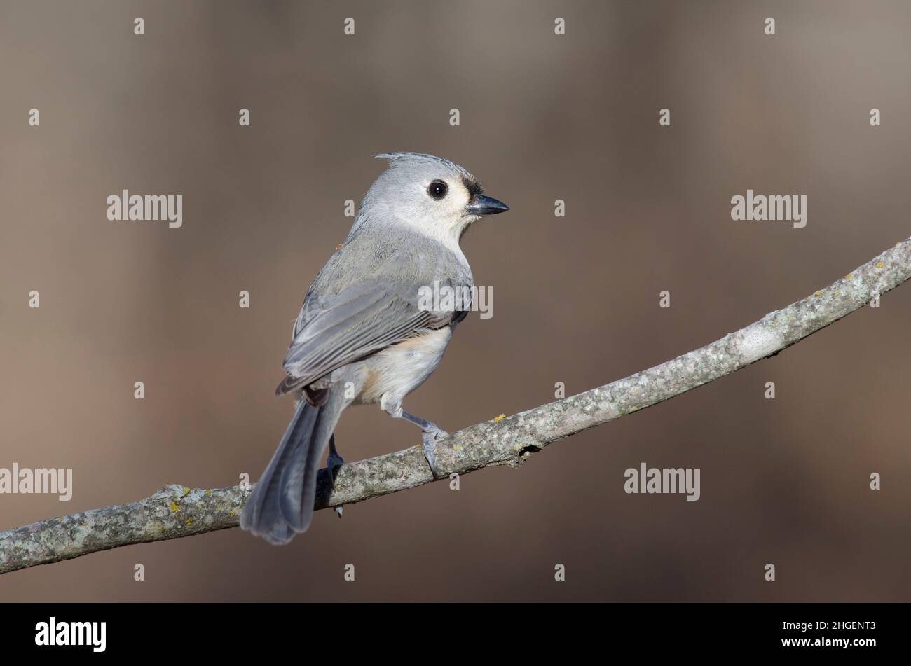 Tufted Titmouse, Baeolophus bicolor Stock Photo