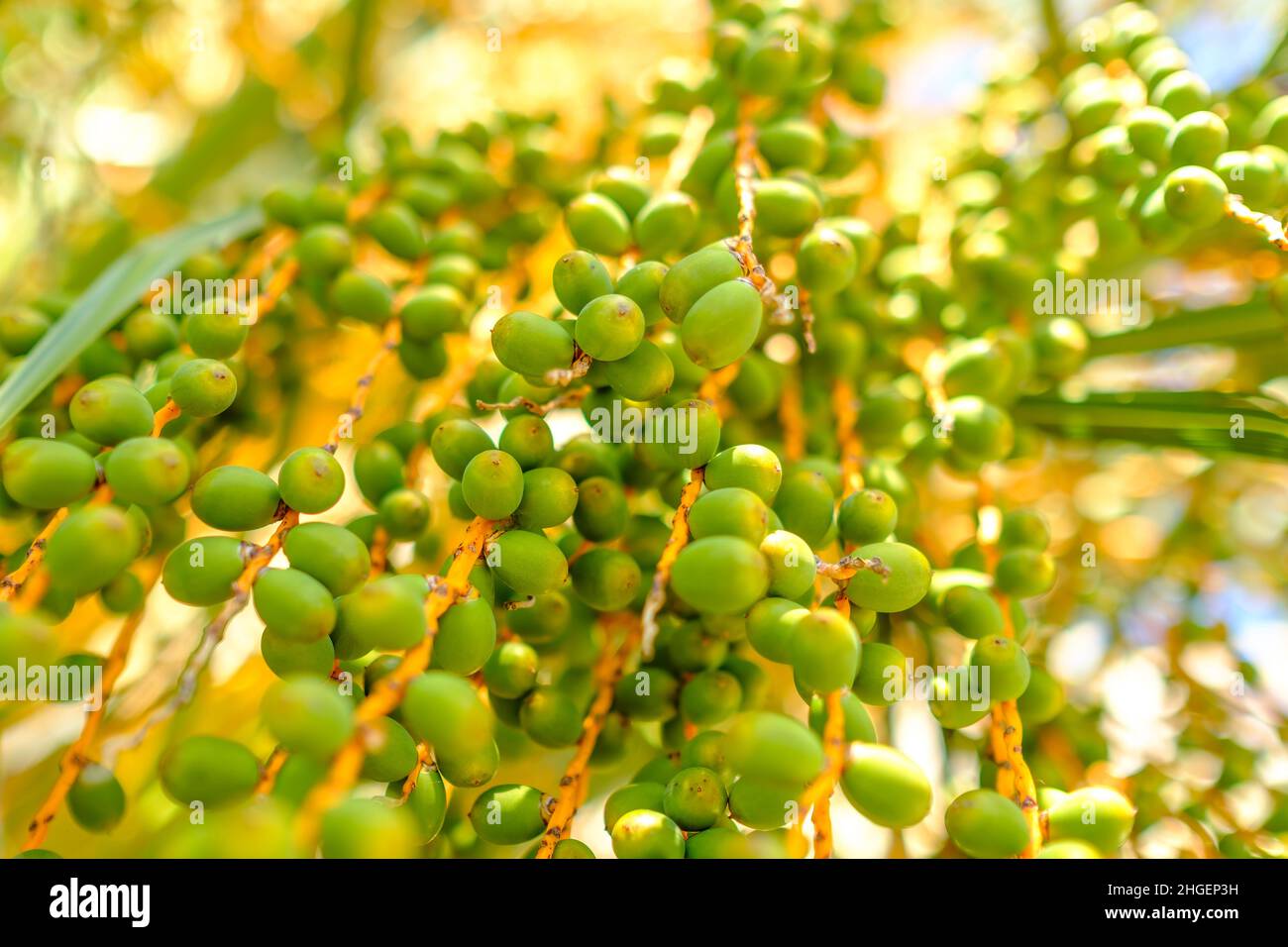 Date fruits on branches hang from a palm tree at sunlight.  Stock Photo