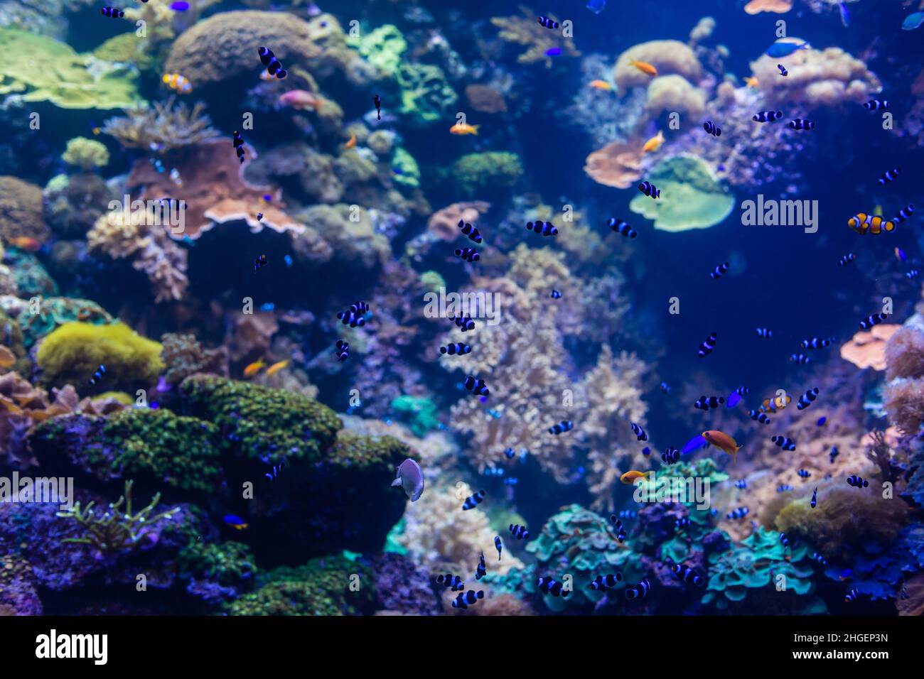 A marine aquarium with fishes and corals Stock Photo