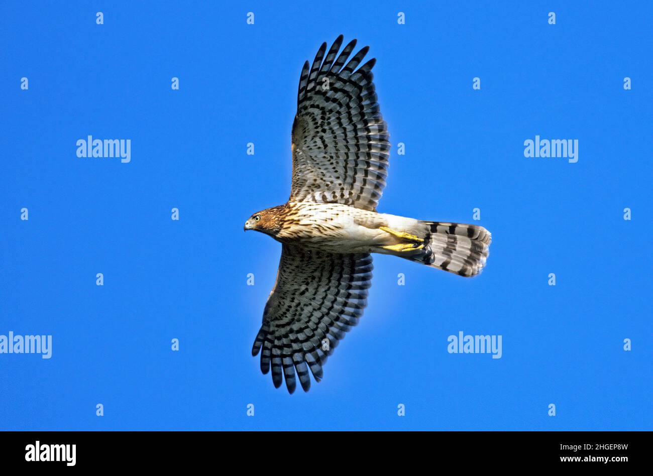 Cooper's hawk flight Stock Photo Alamy