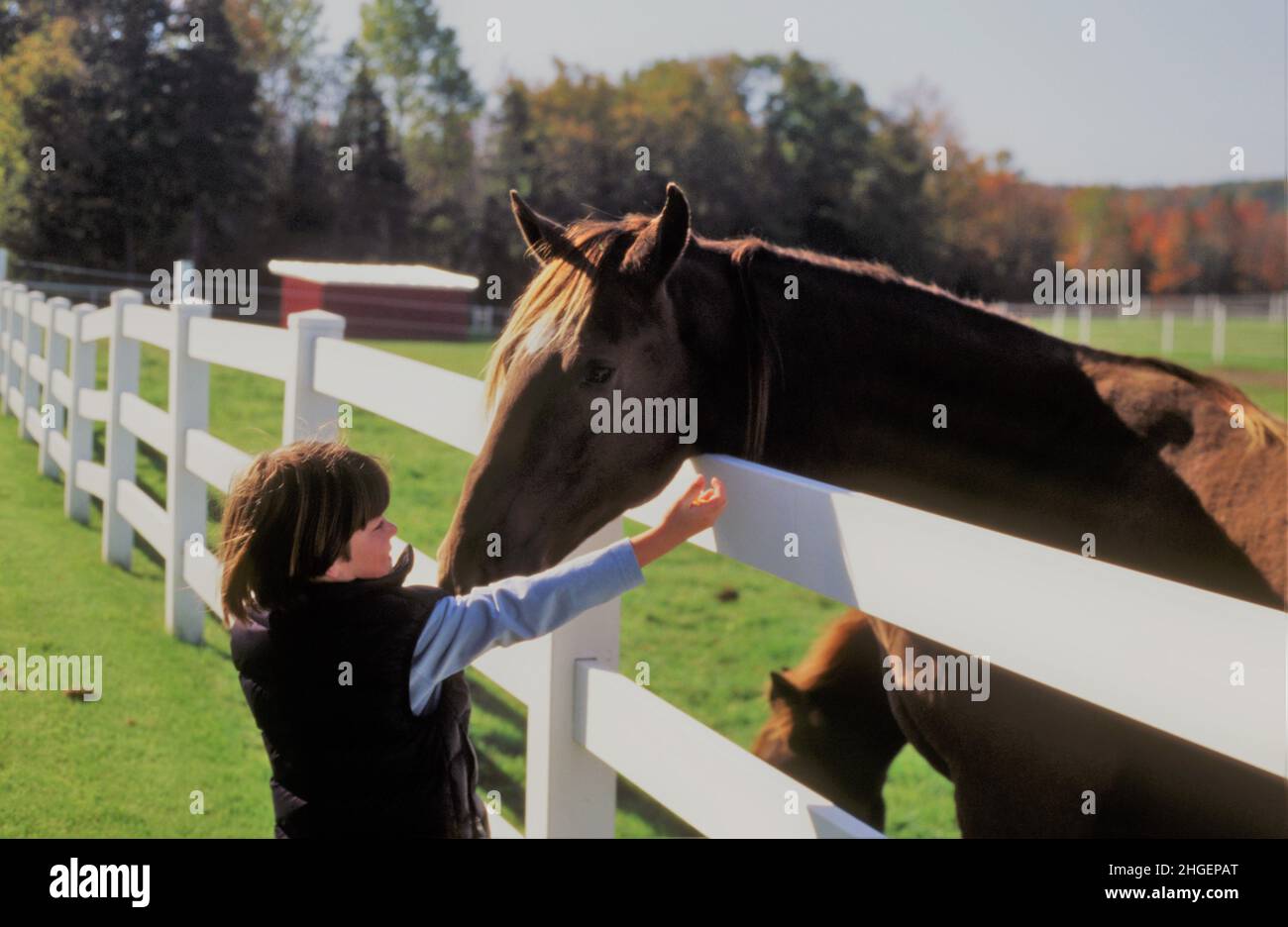 Young boy with horse in New England autumn Stock Photo