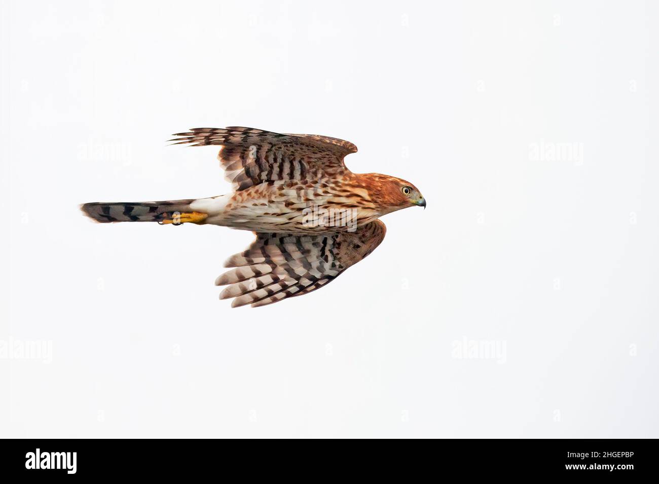 Cooper's hawk flight Stock Photo