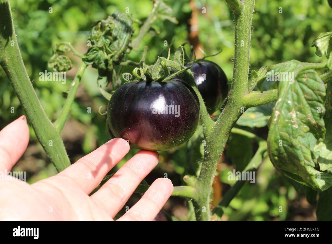 Indigo Rose Black Tomato Stock Photo