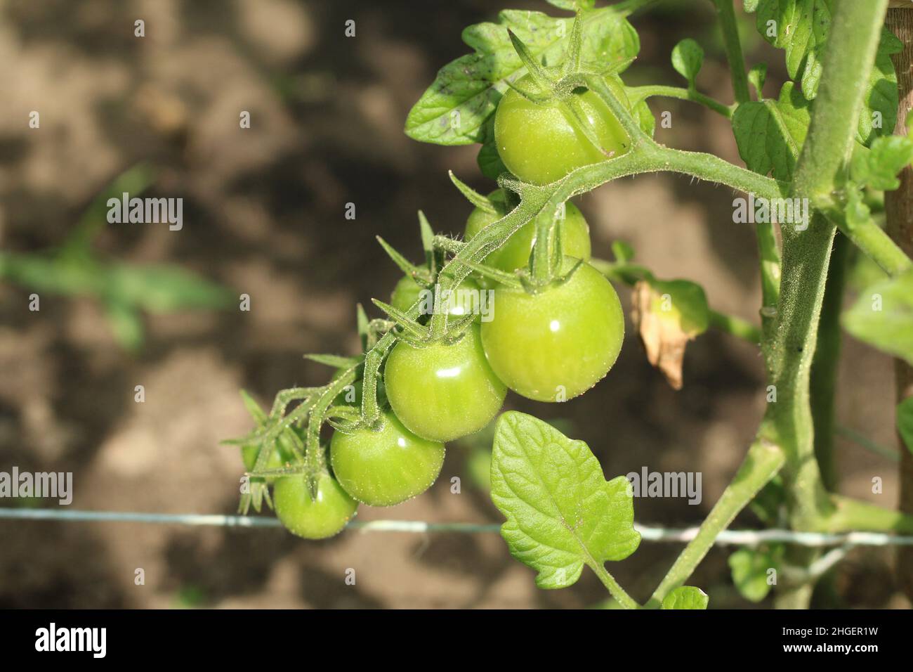 unripe green tomatoes in a garden Stock Photo