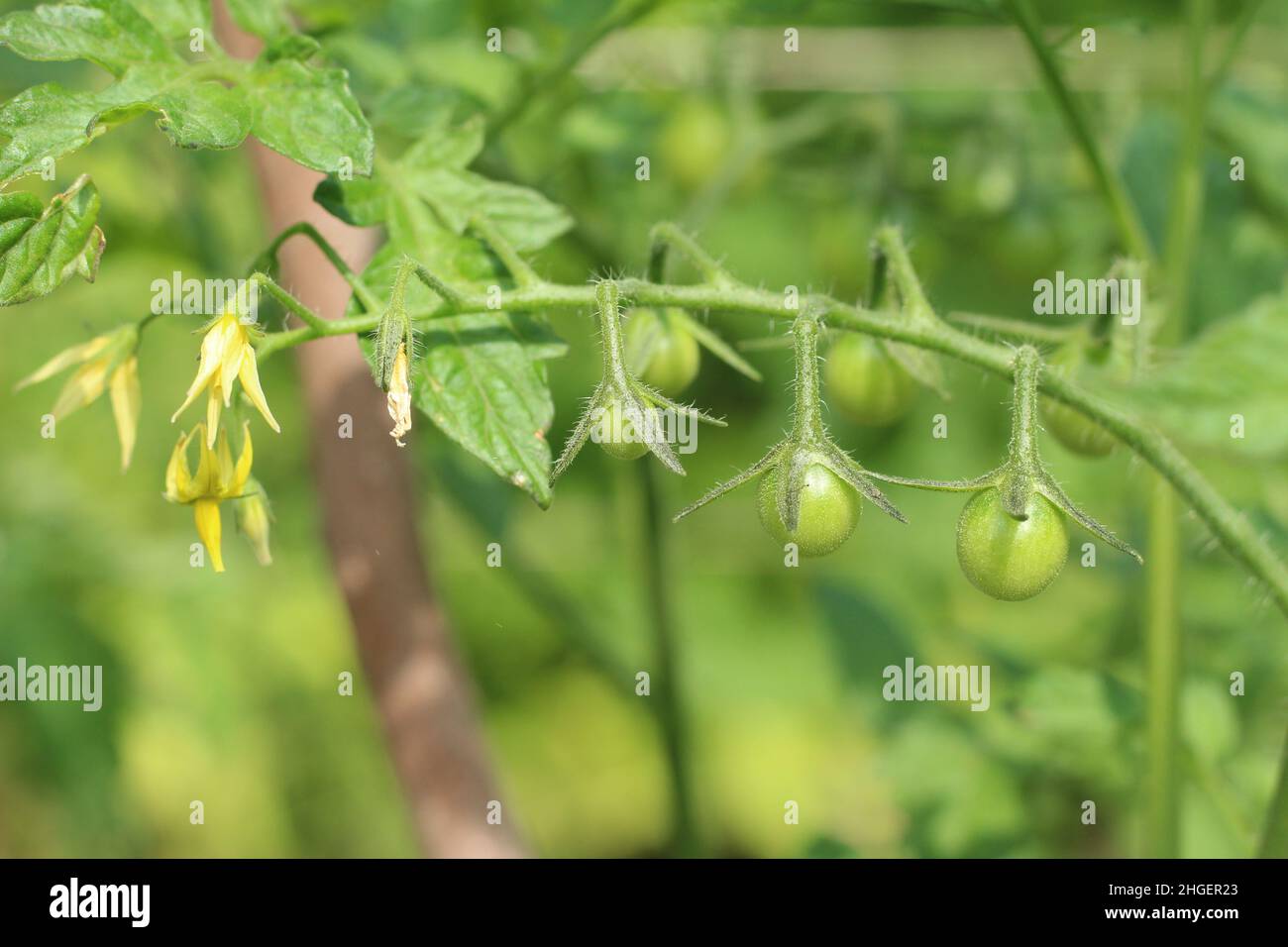 unripe green tomatoes in a garden Stock Photo