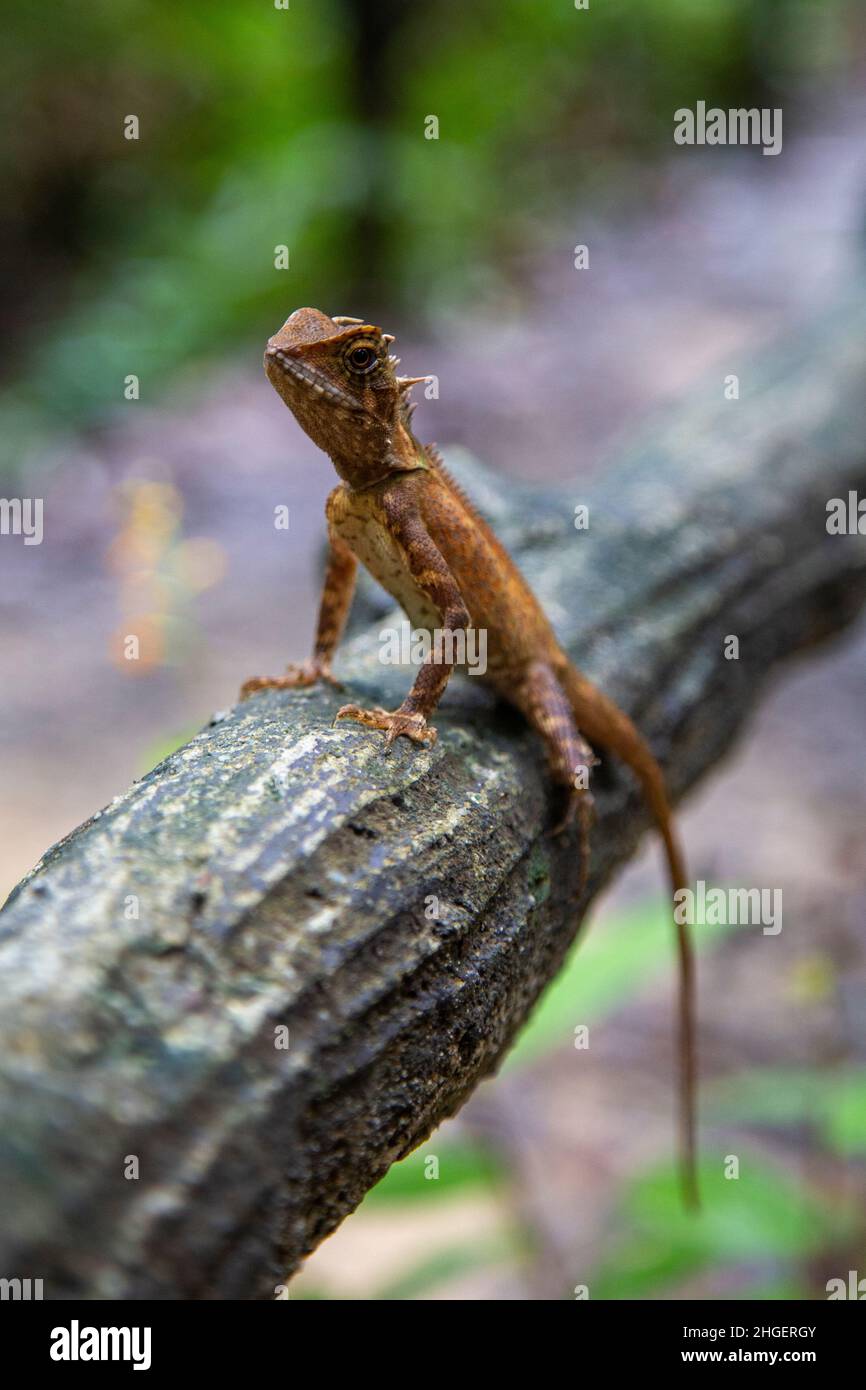 Small warm colored lizard on a branch in a natural park in Thailand, Krabi Stock Photo