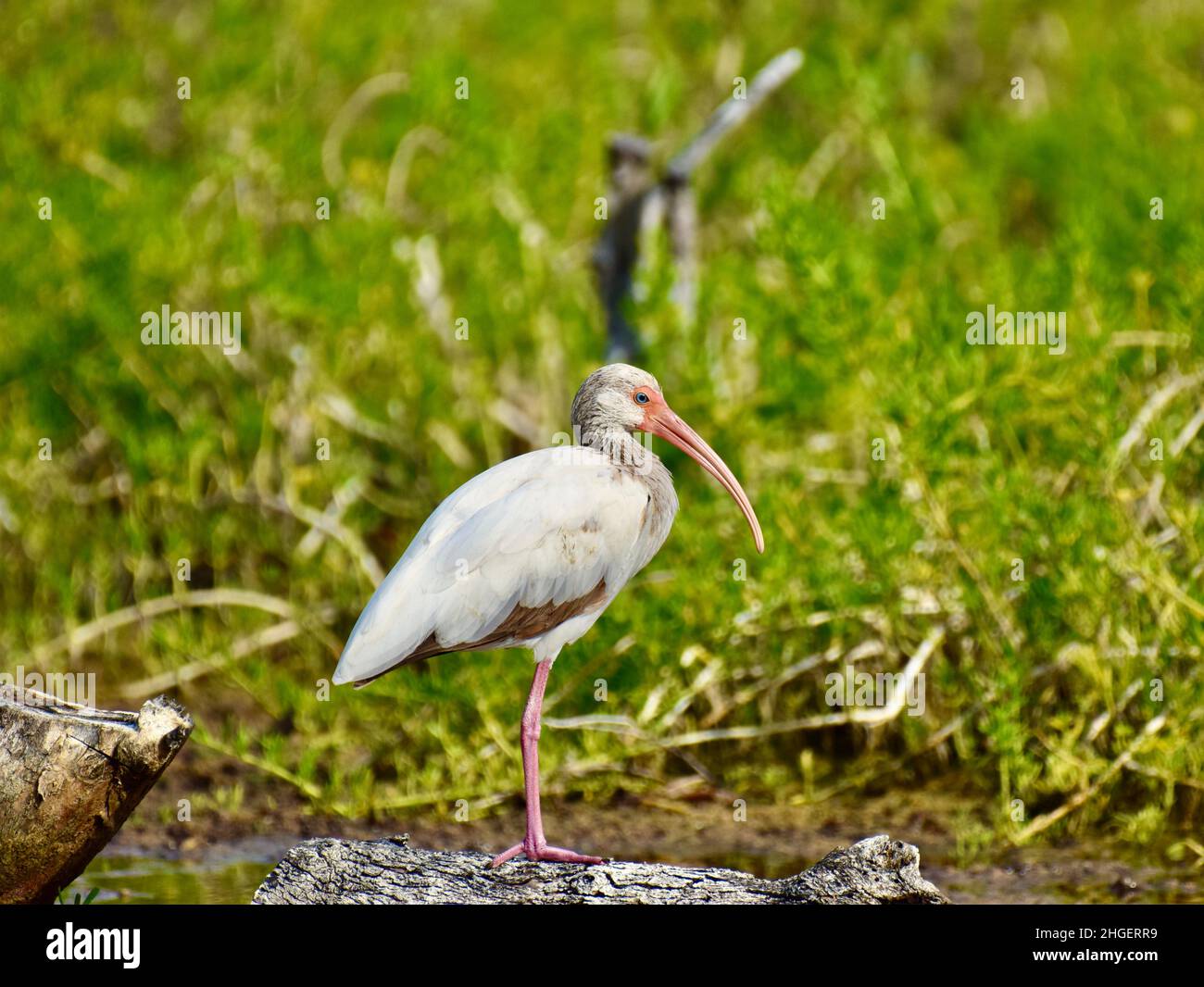 Lone juvenile American white ibis (Eudocimus albus) in the mangroves of ...