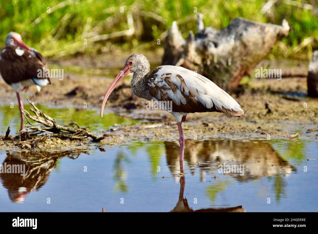 Lone juvenile American white ibis (Eudocimus albus) in the mangroves of ...
