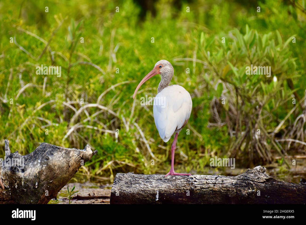 Lone juvenile American white ibis (Eudocimus albus) in the mangroves of ...