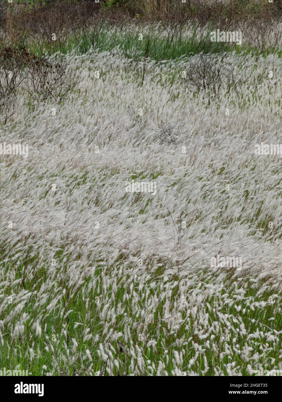 Miscanthus floridulus Stock Photo