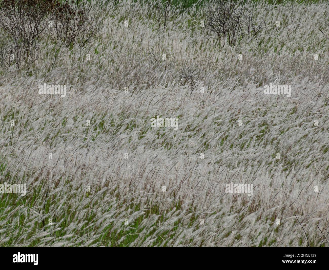 Miscanthus floridulus Stock Photo