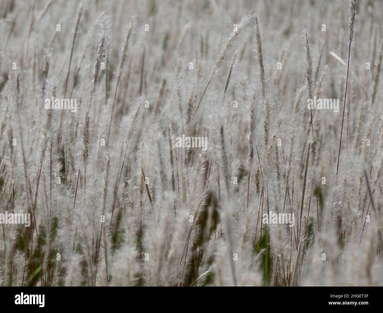 Miscanthus floridulus Stock Photo