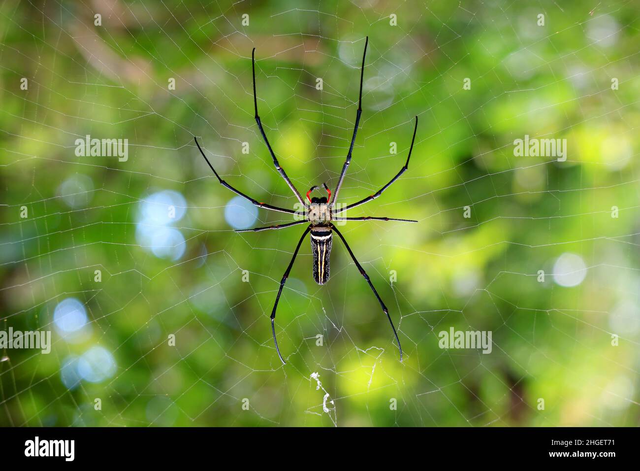 Closeup of a Giant Golden Orb Weaver Spider on Its Web in the ...