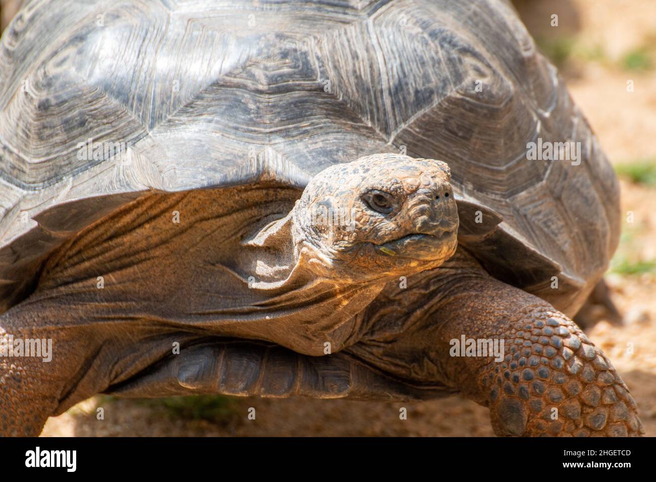 Giant Tortoise at Durrell Wildlife Park, Jersey Stock Photo Alamy