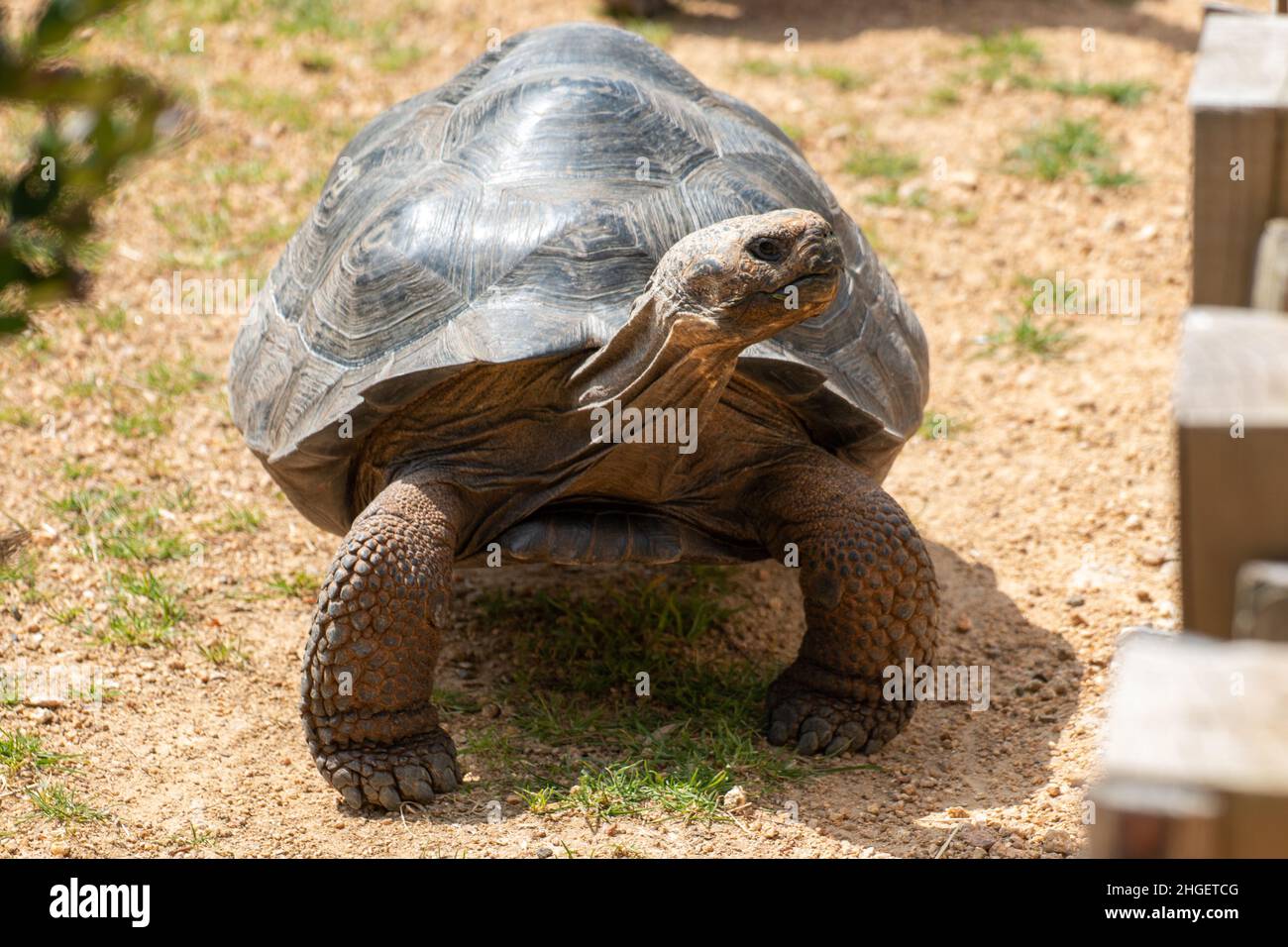 Giant Tortoise at Durrell Wildlife Park, Jersey Stock Photo Alamy