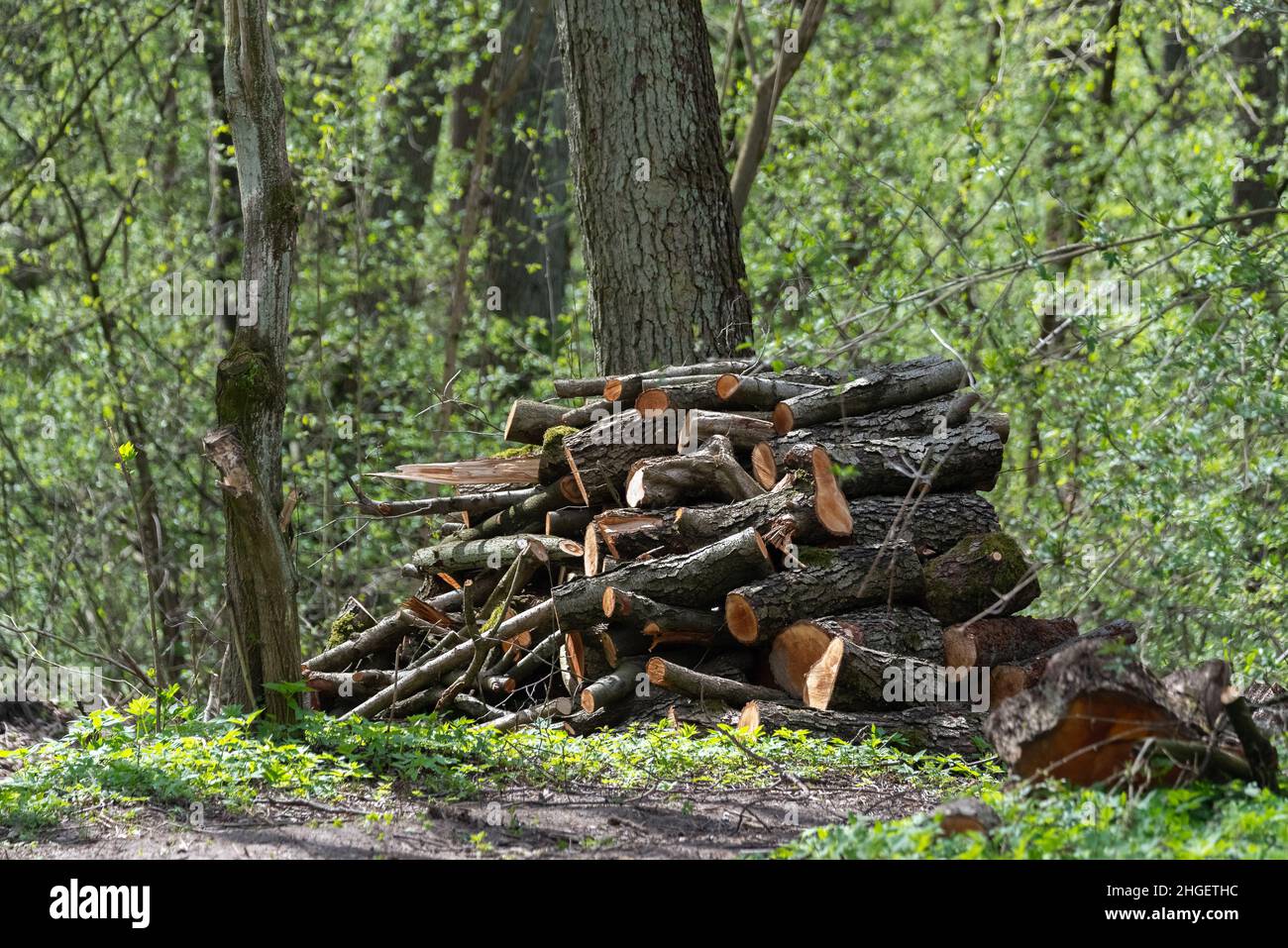 Wood prepared for transport. Cutting down trees in the forest. A pile
