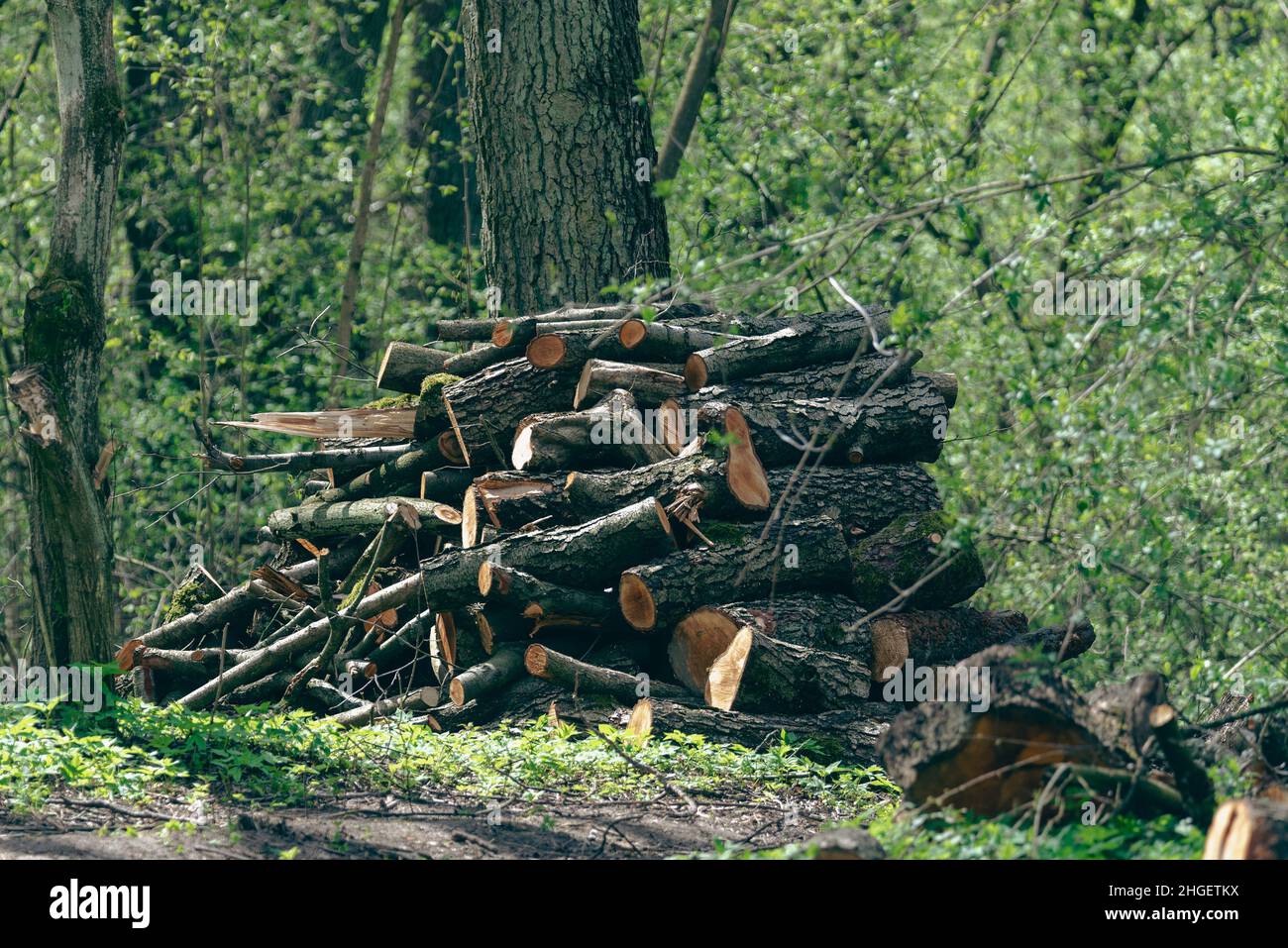 Wood prepared for transport. Cutting down trees in the forest. A pile