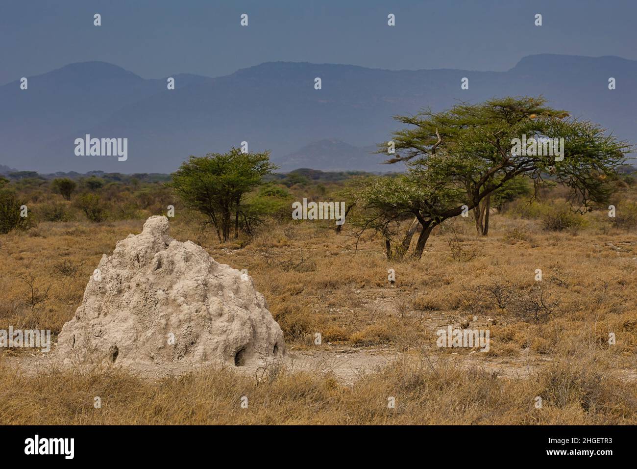 A bright termite mound in the landscape of the Samburu National Reserve in Kenya. Stock Photo