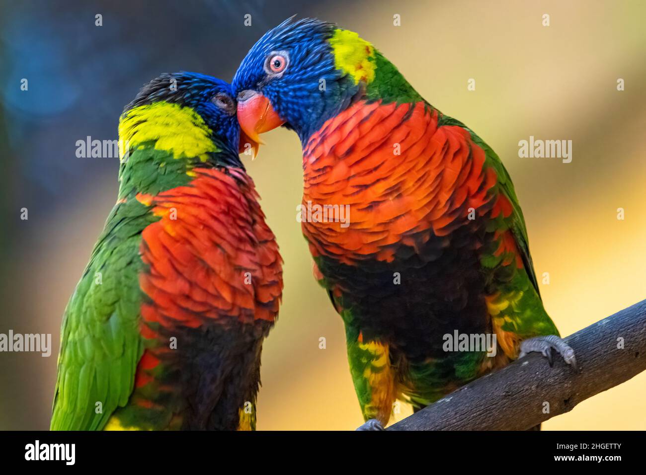 Coconut Lorikeets (Trichoglossus haematodus), sometimes classified as Rainbow Lorikeets (Trichoglossus moluccanus), at the Jacksonville Zoo. (USA) Stock Photo