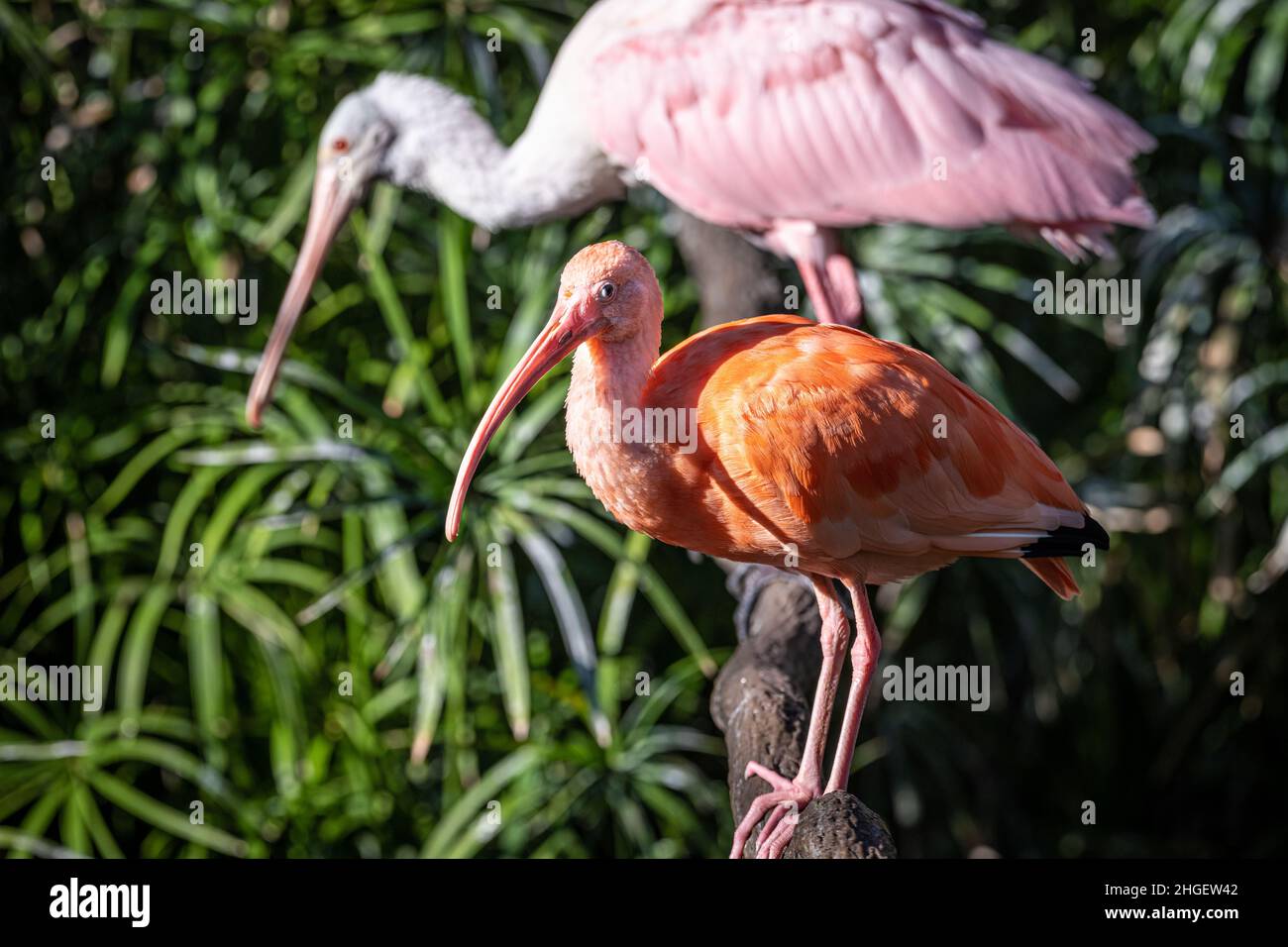 Scarlet ibis (Eudocimus ruber) and a roseate spoonbill (Platalea ajaja) at Jacksonville Zoo and Gardens in Jacksonville, Florida. (USA) Stock Photo