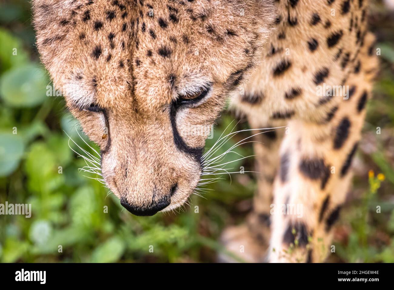 Close-up of an approaching cheetah (Acinonyx jubatus) at Jacksonville Zoo and Gardens in Jacksonville, Florida. (USA) Stock Photo