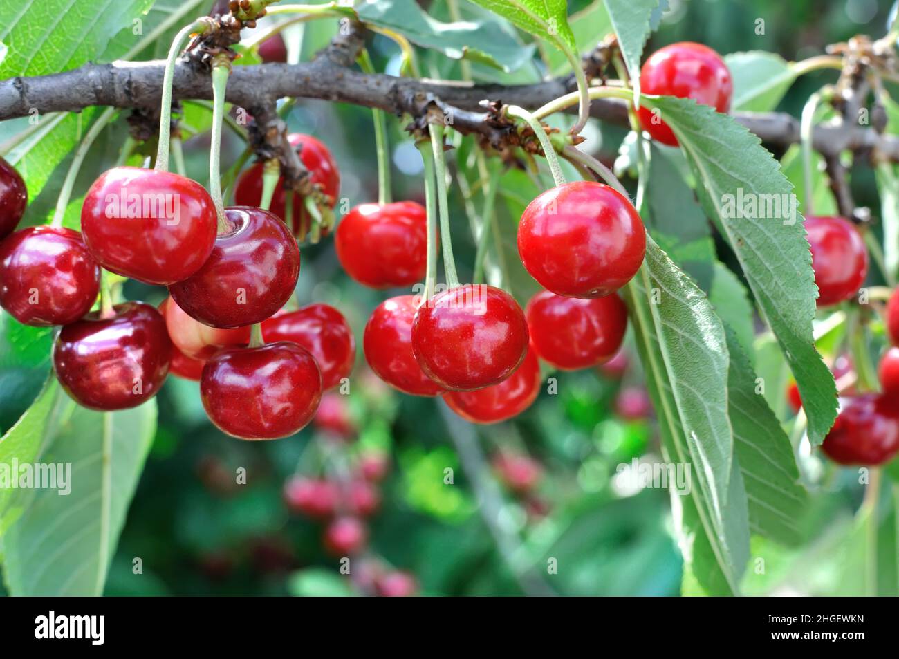 Cluster of vibrant cherries hi-res stock photography and images - Alamy