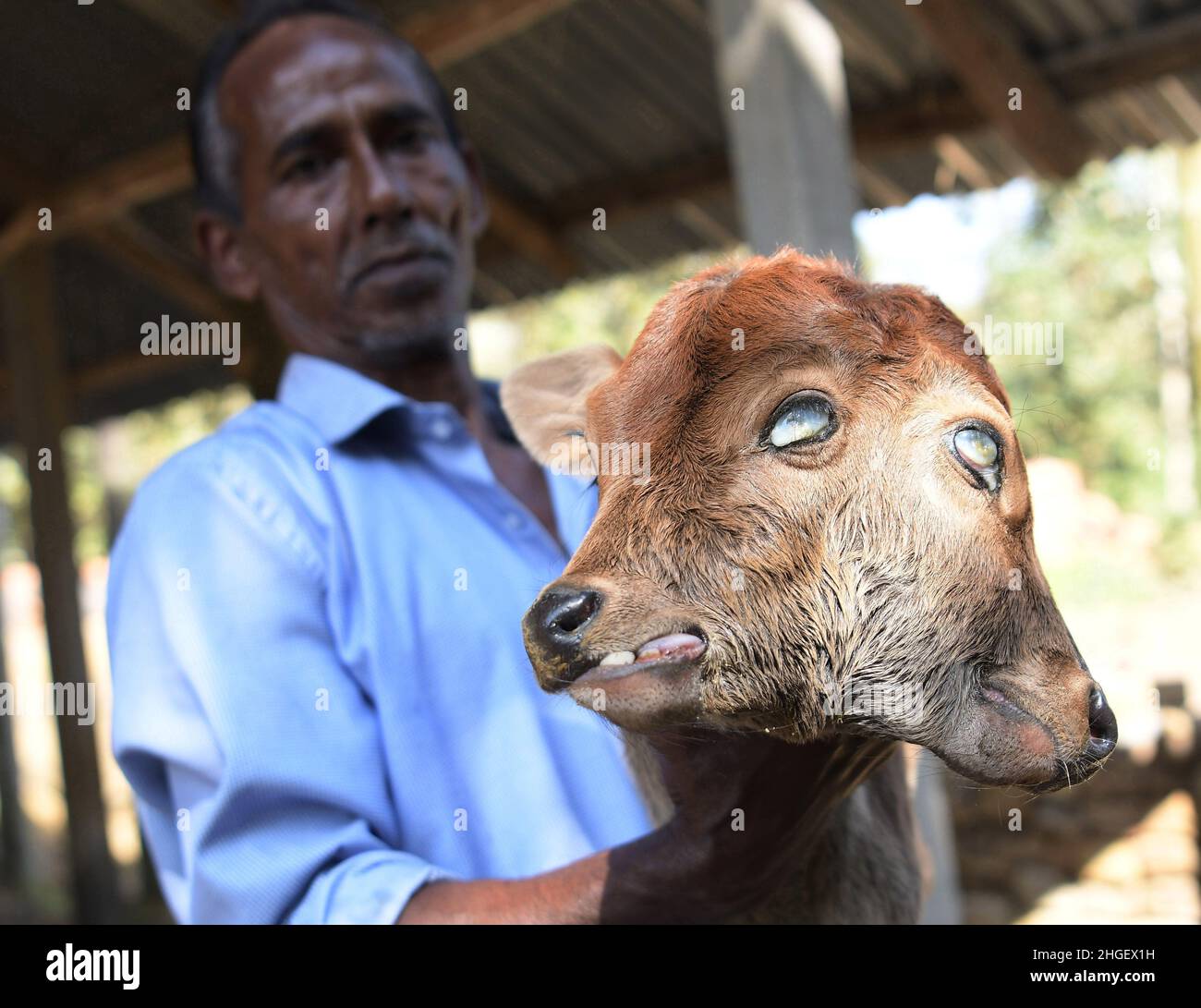 A calf suffering from a rare condition called polycephaly, literally