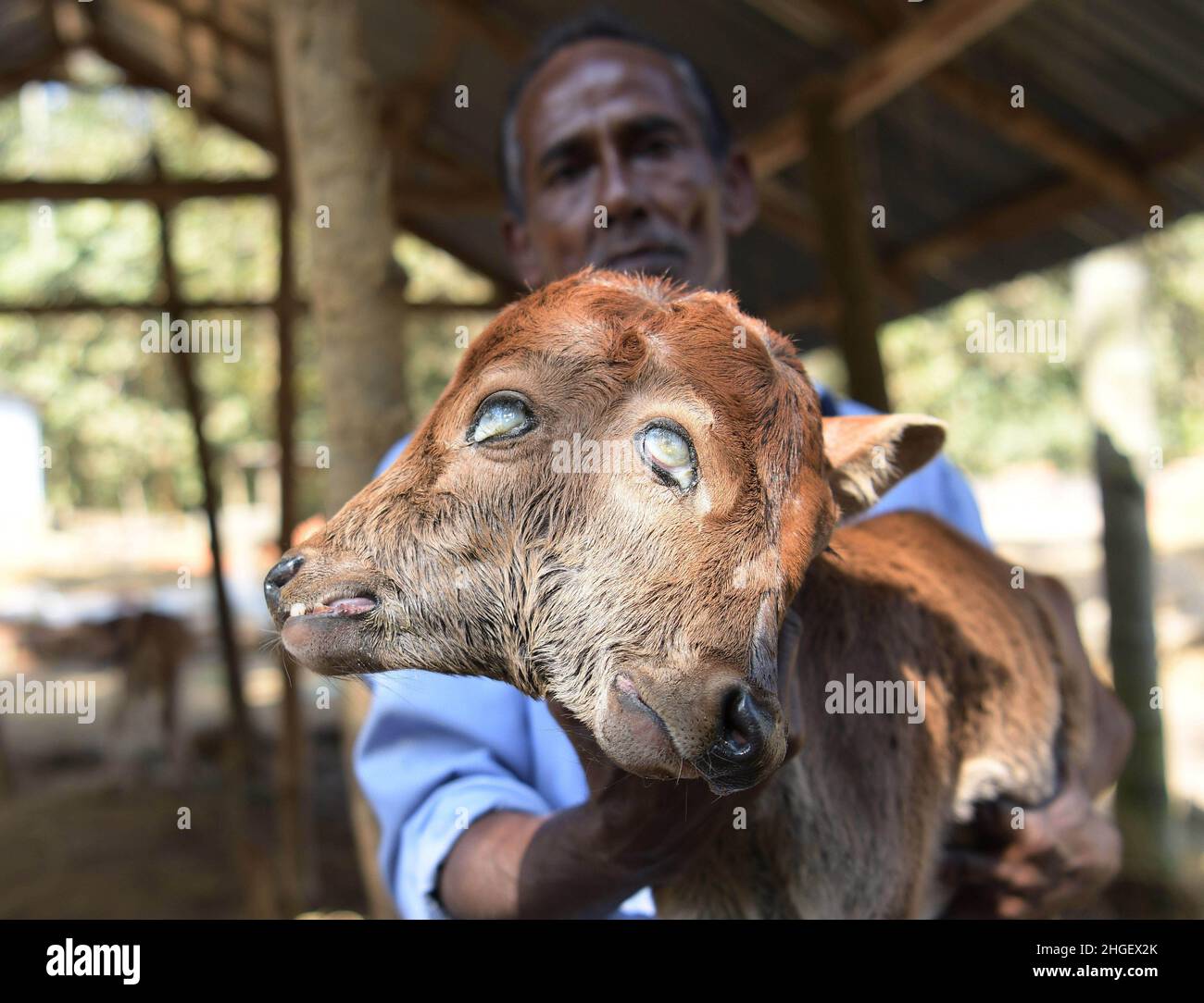 A calf suffering from a rare condition called polycephaly, literally