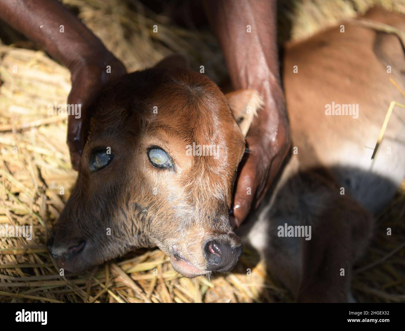 A calf suffering from a rare condition called polycephaly, literally