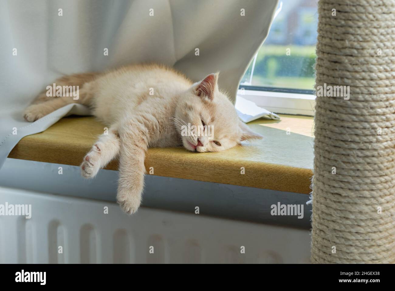 A very tired small ginger shorthair kitten is dozing on the sunny windowsill Stock Photo