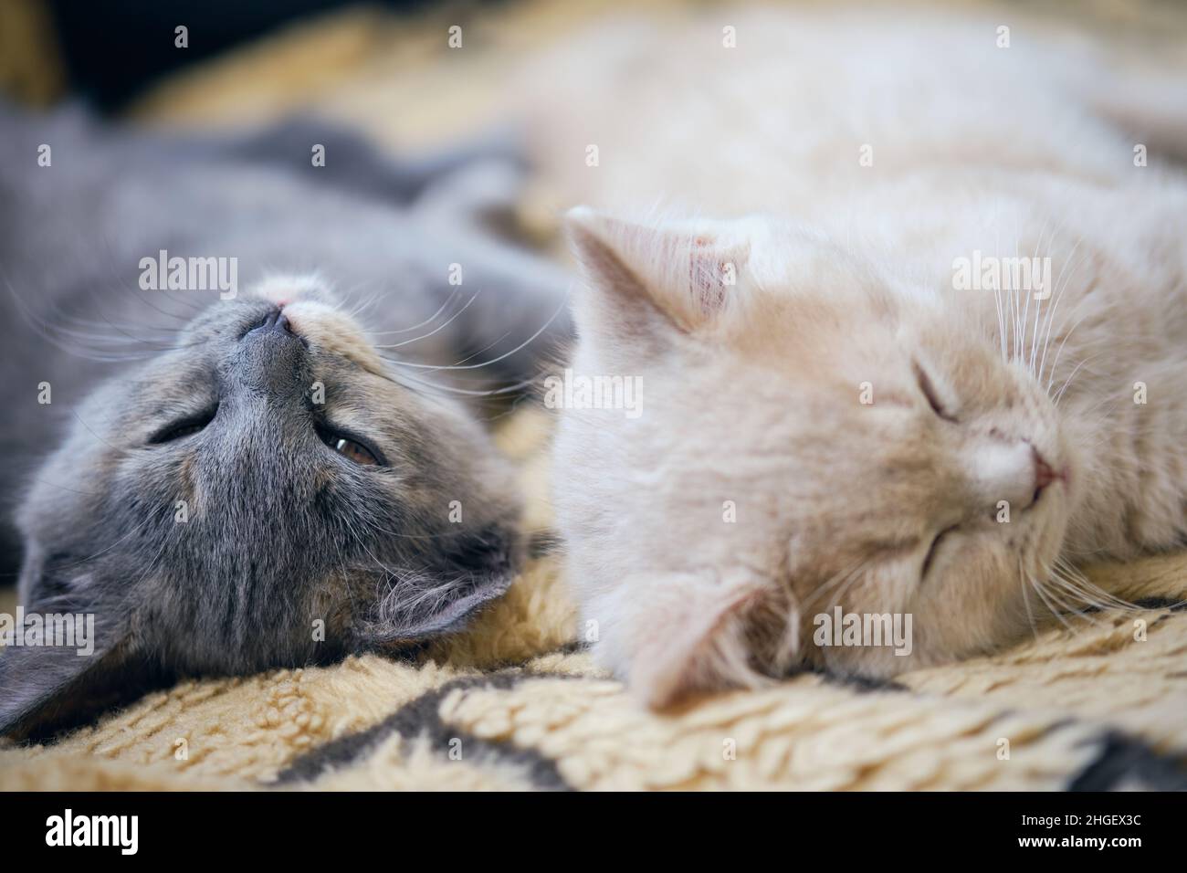 Close-up of two tired kittens napping together Stock Photo
