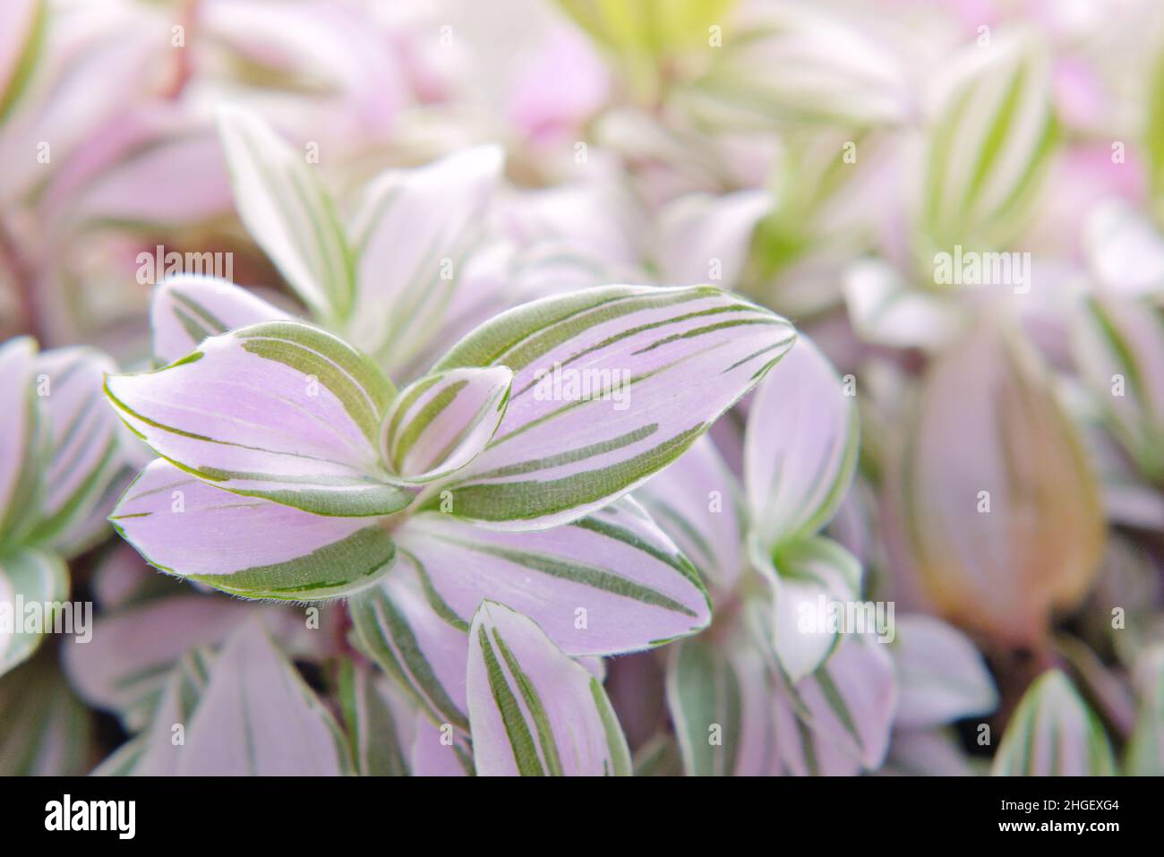 Tradescantia albiflora Nanouk tender variegated pink, green and purple leaves pattern. Multicolor nature background. Stock Photo