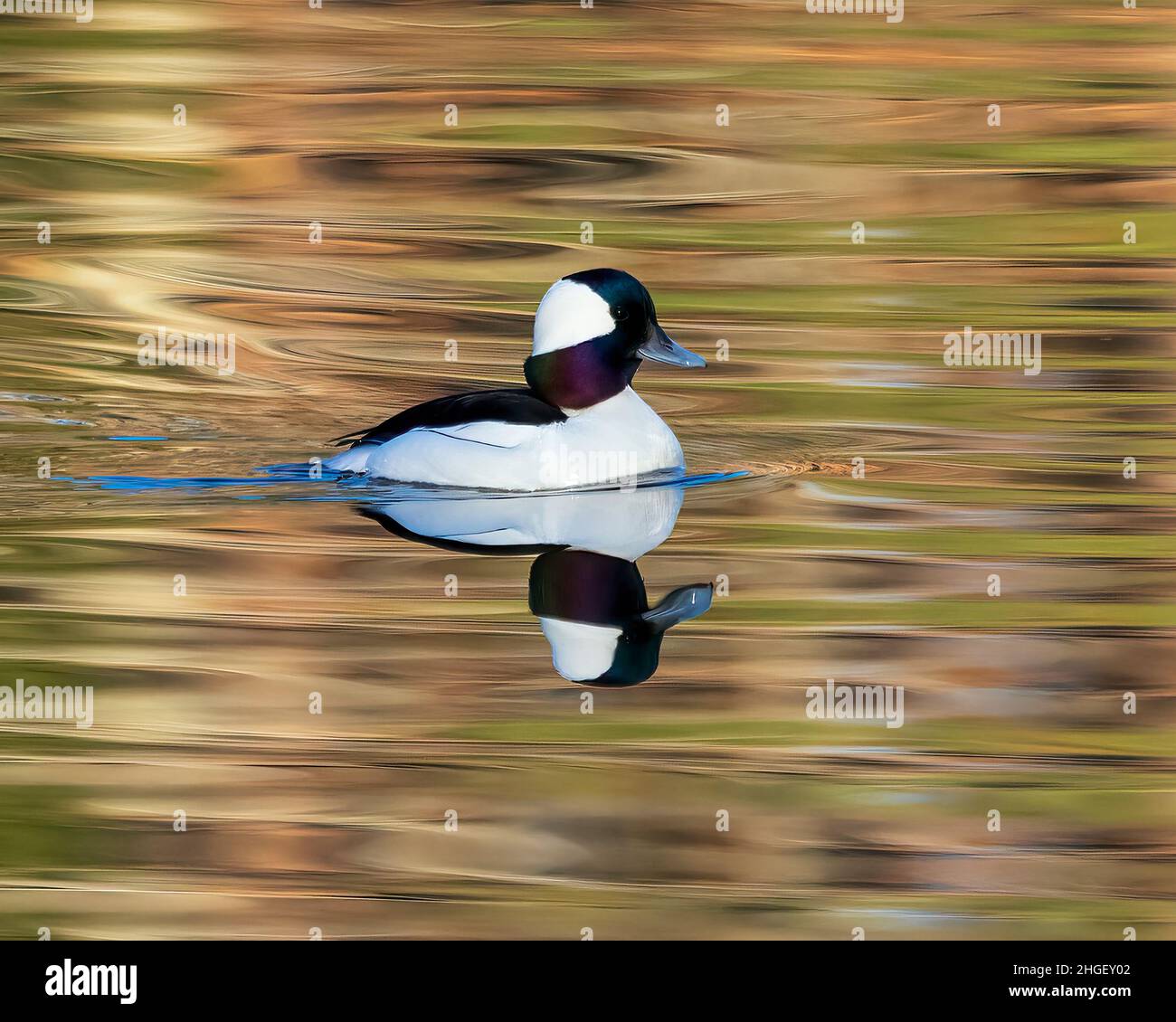 Male Bufflehead Duck out for a swim Stock Photo Alamy