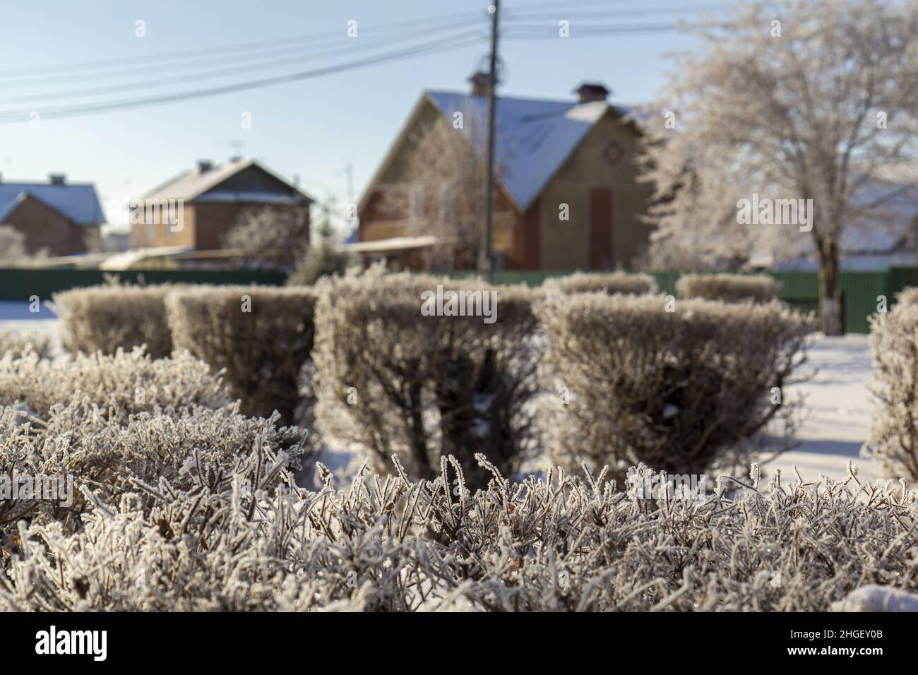 Winter plant landscape design in a suburban cottage village. Stock Photo