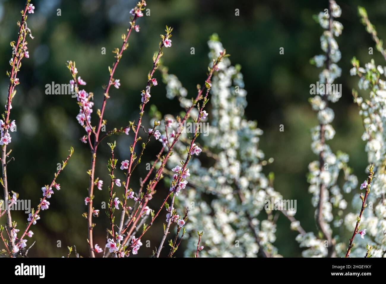 The curled flower buds of the fruit tree before flowering. Pear branches with small spring