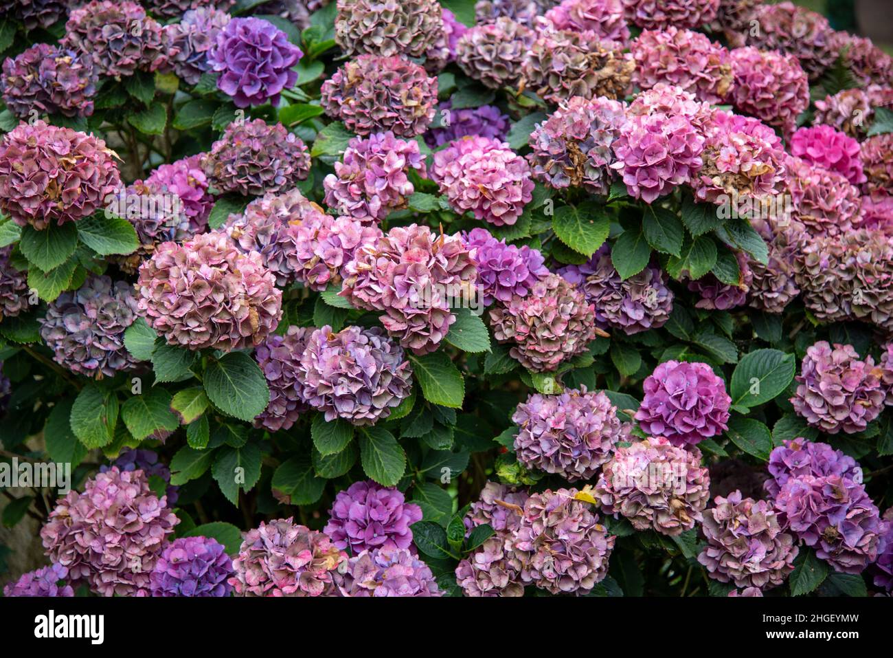 Hortensien im Herbst,Hydrangea Stock Photo