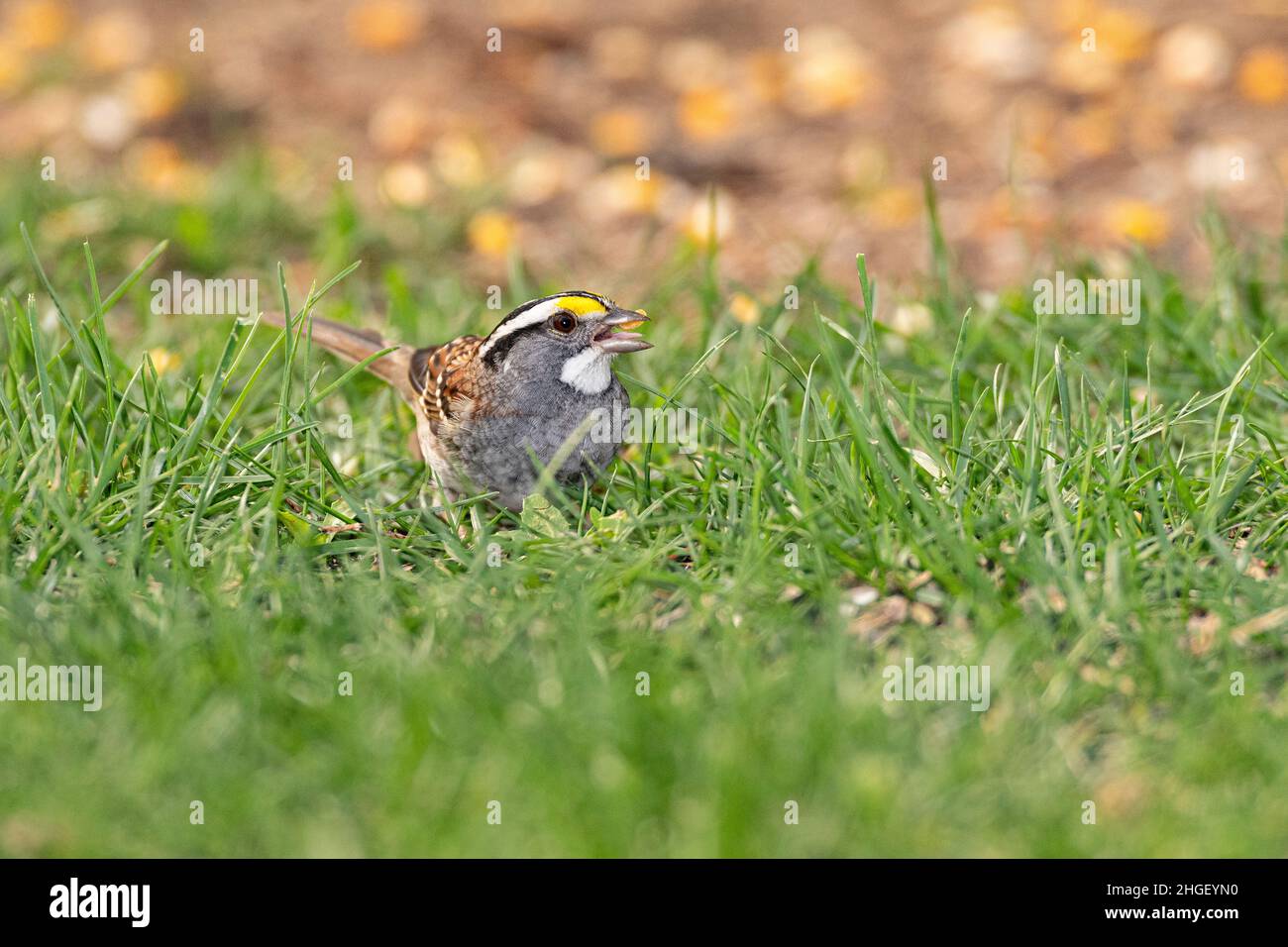 White-throated Sparrow ;oolong for food on ground. Stock Photo