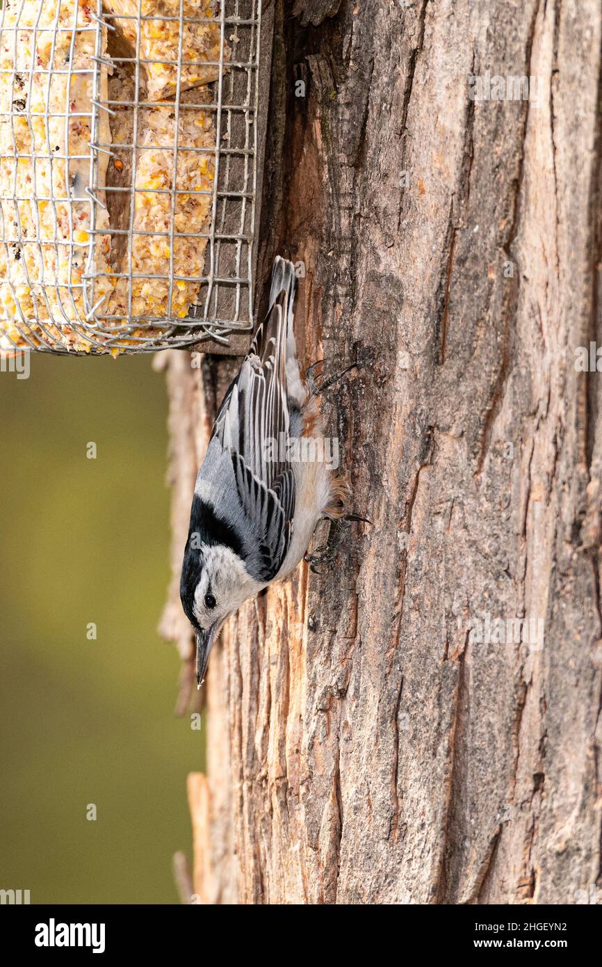 White-breasted Nuthatch on tree trunk near suet feeder. Stock Photo