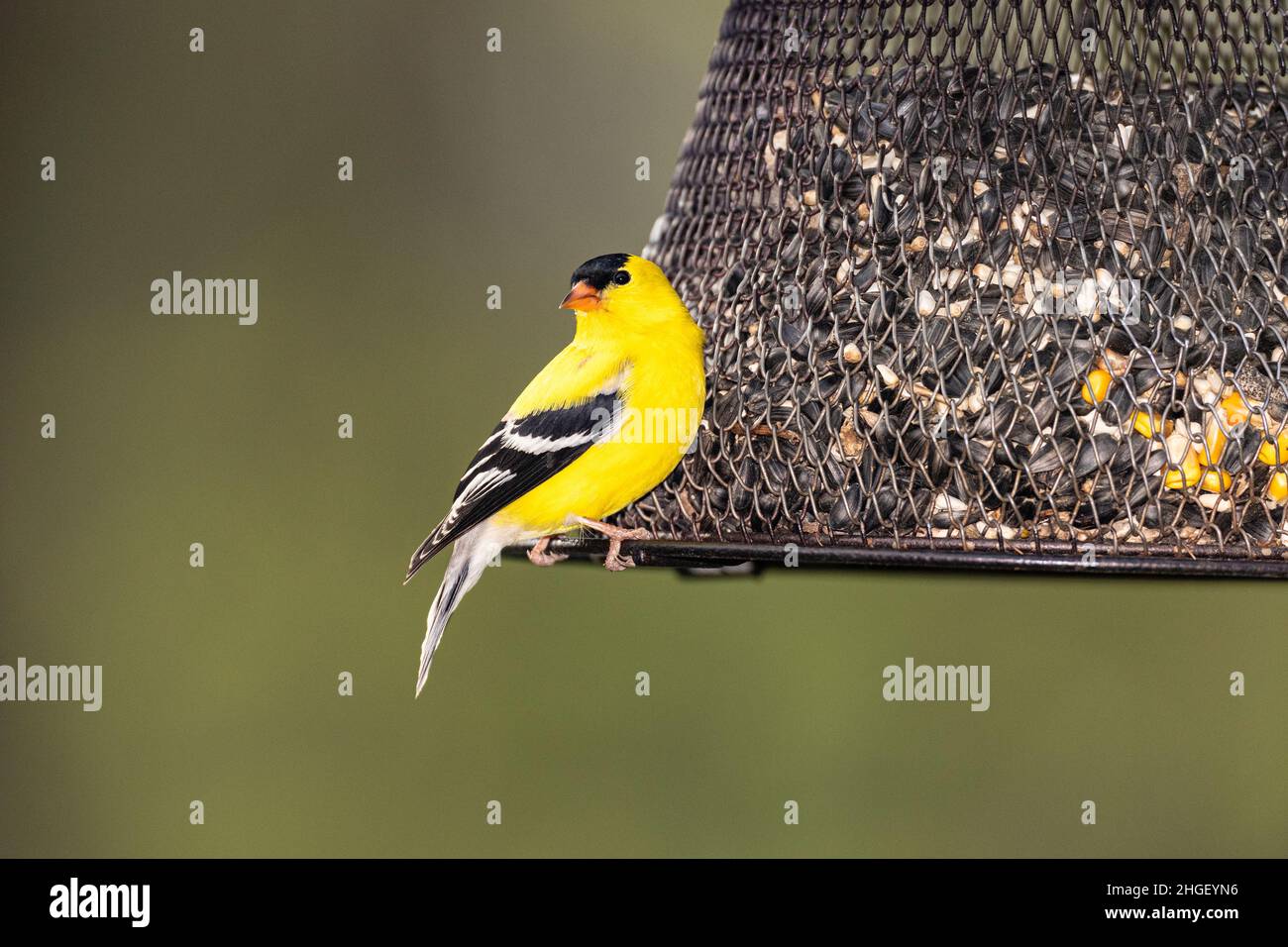 Male American Goldfinch on seed feeder. Stock Photo