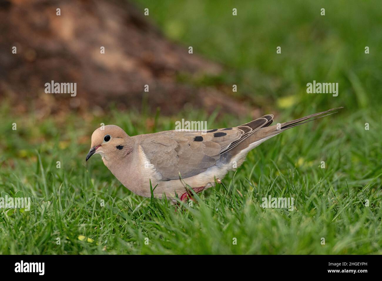 Mourning Dove looking for food on ground. Stock Photo