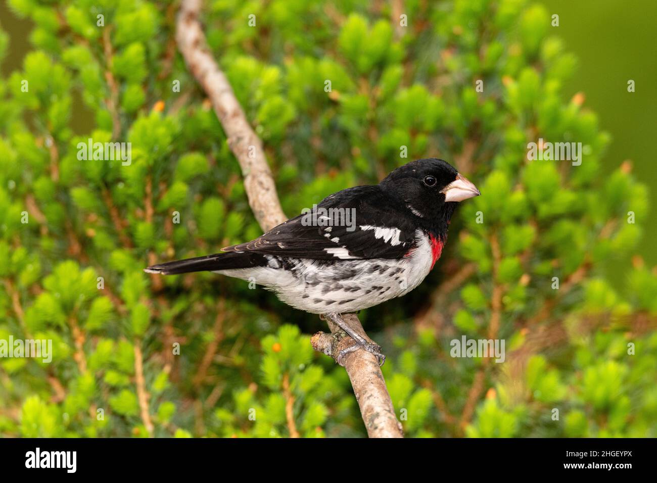 Rose-breasted Grosbeak perched on bare limb. Stock Photo