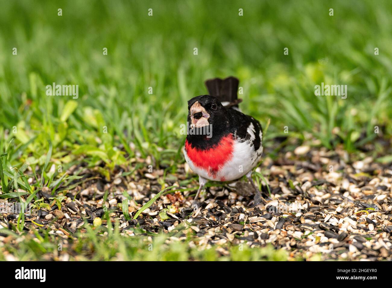 Rose-breasted Grosbeak foraging for seeds open ground. Stock Photo
