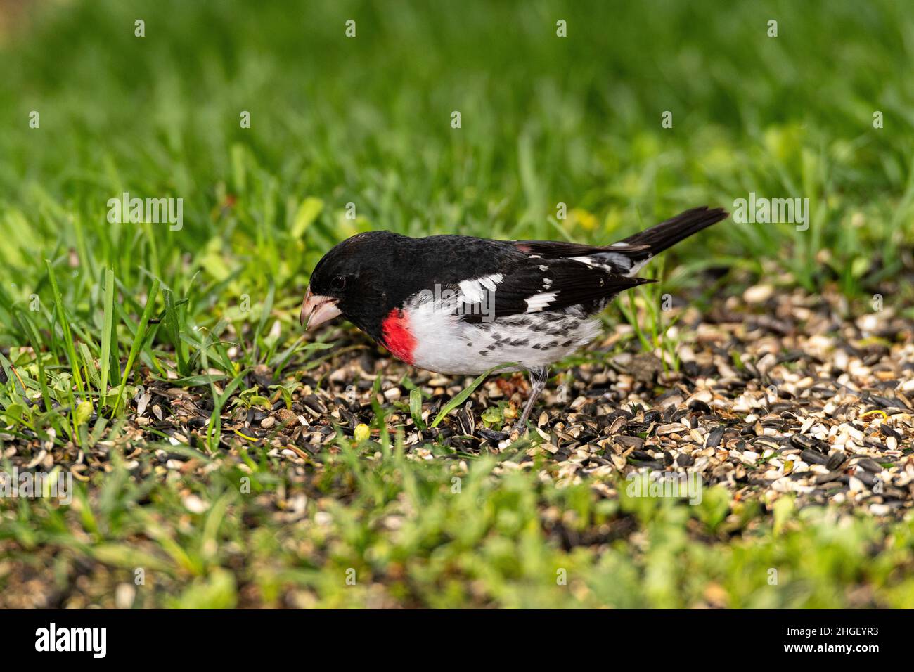 Rose-breasted Grosbeak foraging for seeds open ground. Stock Photo