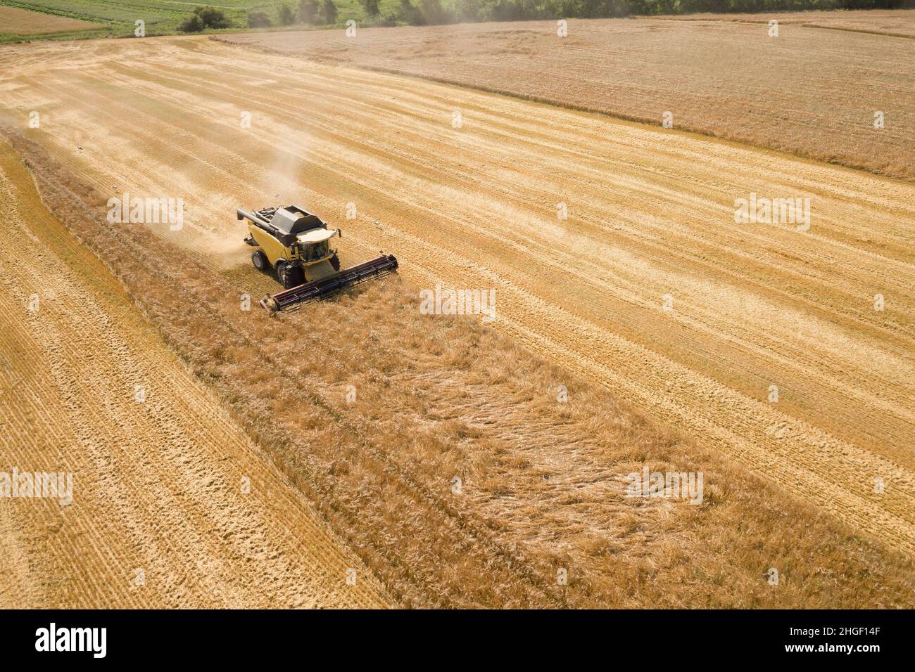 Aerial view of combine harvester harvesting large ripe wheat field ...