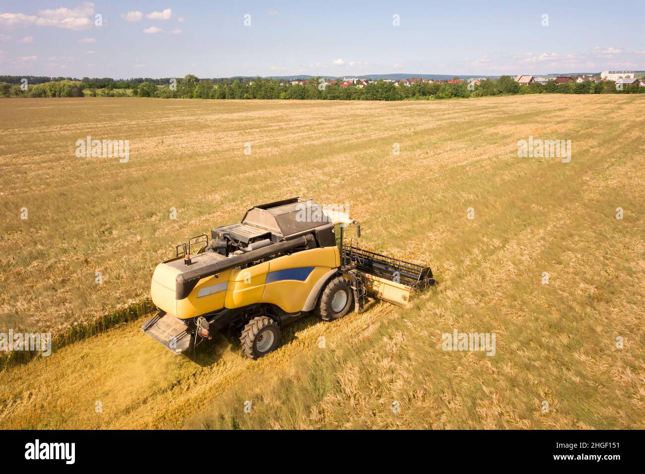 Aerial view of combine harvester harvesting large ripe wheat field ...
