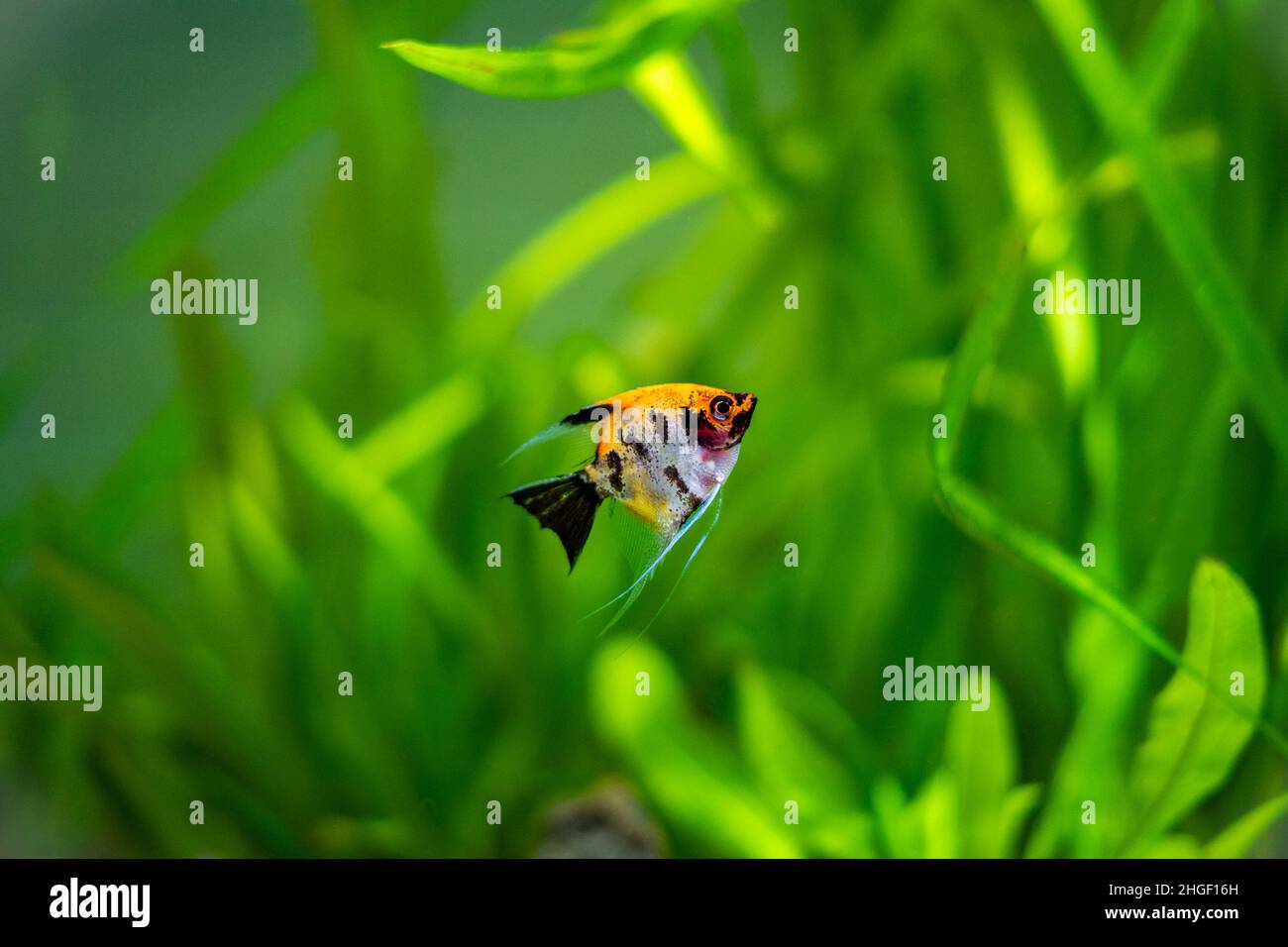 Koi Angelfish (Pterophyllum scalare) isolared in tank fish with blurred background Stock Photo