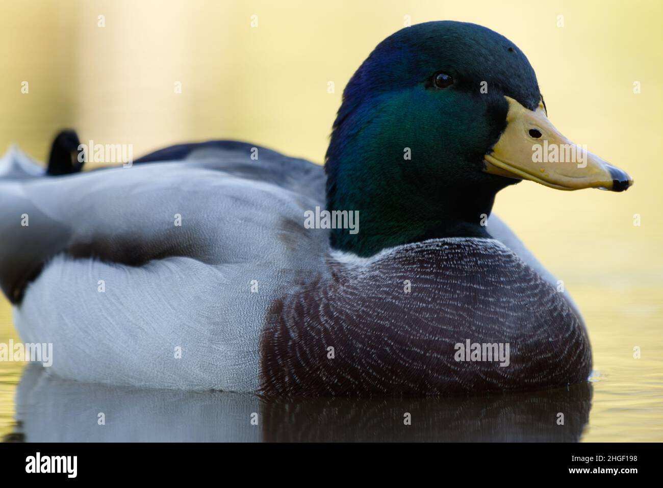 Mallard duck swimming in a lake - Anas Platyrhynchos - close up Stock Photo