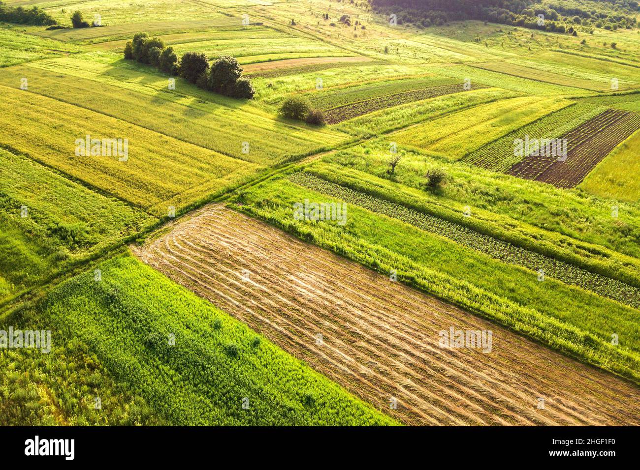 Aerial view of green agricultural fields in spring with fresh ...