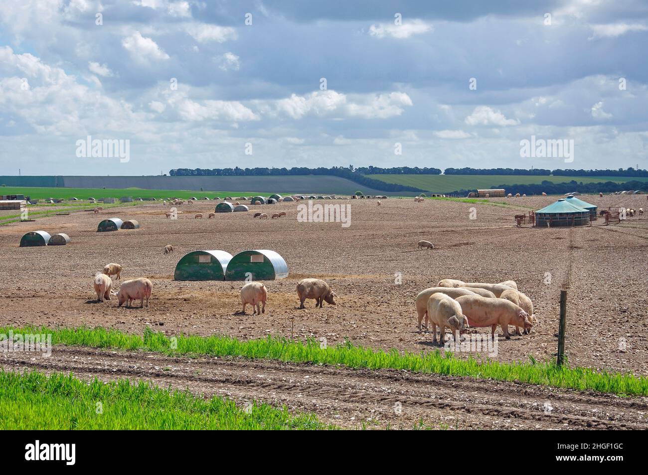 Free range pig farm, Salisbury Plain, Wiltshire, England, United Kingdom Stock Photo